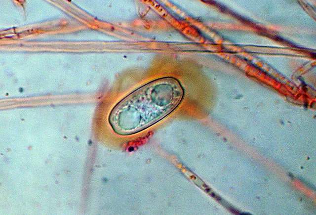 Nel  Regno  della  Jurana